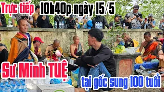 Trực tiếp SƯ MINH TUỆ cùng Phật tử nghĩ tại gốc sung khá lớn