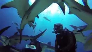 GoPro: Nassau Bahamas Shark Dive with Stuart Cove's 720p