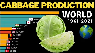 The Largest CABBAGE Producers In The World by Country | 1961-2021