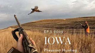 Iowa Pheasant Hunting Ep.3-2022