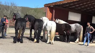 Caii lui Radu Tonea de la Sumurducu, Cluj - 2024 Nou!!!