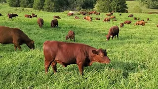 Fall stockpiling tips to save winter hay feeding.