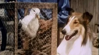 Lassie - Episode #389 - "Lassie and the Seagull" - Season 12, Ep. 4 - 10/03/1965