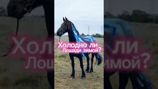 ХОЛОДНО ЛИ ЛОШАДИ ЗИМОЙ?