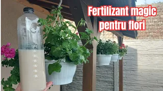 How we stimulate the blooming of geraniums and seasonal flowers with this miracle fertilizer