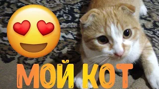 Забавный кот 🙀.Кот стоит на задних лапах.