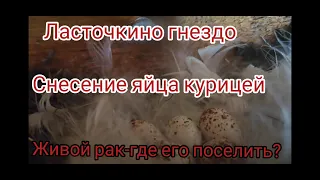 Гнездо ласточки/процесс снесения яйца курицей/домик раку