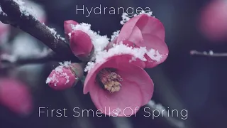 Hydrangea - First Smells Of Spring