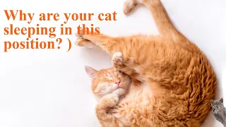 Decoding Cat Nap Poses: What Your Feline's Sleep Position Reveals