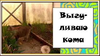 ВЛОГ: Наша комната на даче / Парник после зимы / Выгуливаю кота