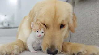 Kittens Fall Madly In Love With Golden Retriever