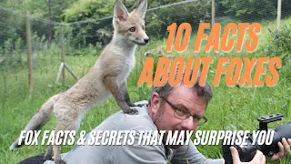 Facts about Foxes You May Not Know