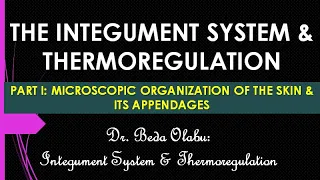 INTEGUMENT SYSTEM PART I - MICROSCOPIC ORGANIZATION OF THE SKIN & ITS APPENDAGES