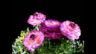 Ranunculus blooming : flowers blooming time lapse