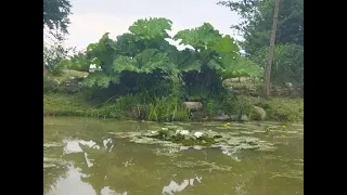 Gunnera Olbrzymia  Manicata