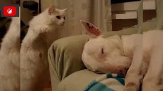 Funny Little Cats #3 - Try Not To Laugh Challenge