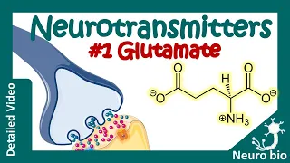 Neurotransmitters: Glutamate | What do glutamate neurotransmitters do? | Glutamate cycle in synapse