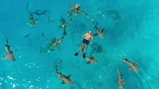 Maldives: Swimming with Baby Sharks... doo doo #travel #babyshark #maldives #drone #mavicair2 #gopro