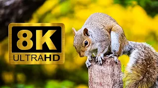 Ultimate Wild Animals Collection 8K ULTRA HD Forest Animals Video 8K WILDLIFE ANIMALS FOR RELAXATION