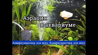 Аэрация в аквариуме. Отвечаю на ваши вопросы