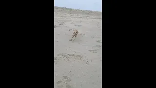 youtube short - Training a Greyhound on jerboa is a great catch | Greyhound Training in Afghanistan