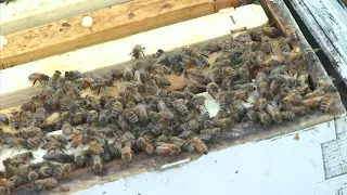 Truck carrying bees involved in crash on US 301