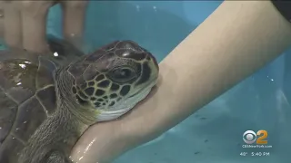 Cold-stunned sea turtles nursed back to life on Long Island