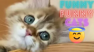 2 HOUR BEST FUNNY CATS COMPILATION 2023 😂| The Best Funny And Cute Cat Videos 10 !😸 😸