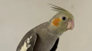 11 hetes hím nimfácska próbálgatja a hangját 🤗❤️ 11-week-old boy cockatiel tries out his voice