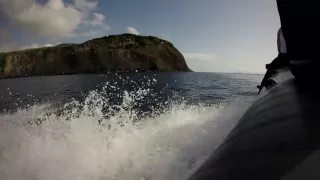 Blue shark diving - Azores 2016