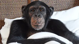 Chimpanzees Have Family Dinner!