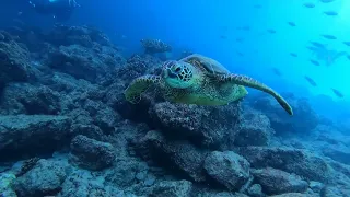 Maui Scuba Turtle Whales Sing