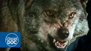Lobos Salvajes | Documental en HD