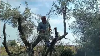 Cutting trees cut down trees  Tree grafting   Orange video olive tree olive trees olive trees in