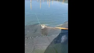 This cat likes swimming