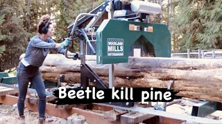 Milling a giant lodgepole pine for my timber frame cabin. (Chapter 8. Cabin on a cliff).