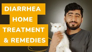 Cat Diarrhea Medication & Home Remedy || Cat diarrhea treatment || Animalia Dot Pk