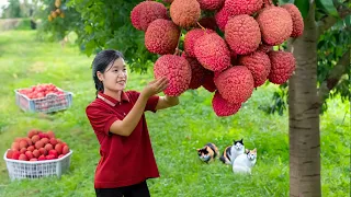 Harvesting ROYAL CONCUBINE'S SMILE - 2 Years Alone in Forest