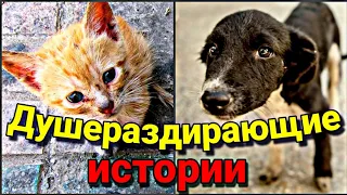 Топ 5 самых трогательных видео спасений животных | ты точно заплачешь  душераздирающие видео YouTube