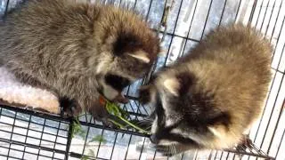 baby raccoons playing with carrots