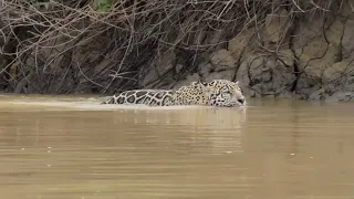 Pantanal Jaguar Expedition - Safari Adventure