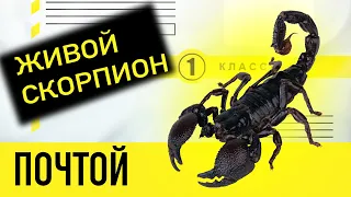 Распаковка: купил СКОРПИОНОВ по почте! Шли 2-недели! Как перенесли дорогу? Пересадка скорпионов