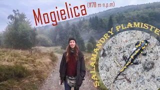 Groźna/niegroźna Salamandra plamista + Mogielnica (1170m n.p.m.)KGP (22/28) - kamperem #23