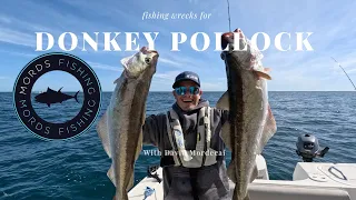 Massive Donkey Pollock !! Wreck Fishing For Big Fish in the English Channel Using Sidewinder Lures.