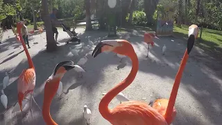 Florida Flamingos Eating Out of My Hands🦩🦩🦩