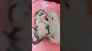 OMG So Cute Cats ♥ Best Funny Cat ❤️🐈Videos 2021 #297