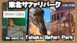 東北サファリパークに行ってみた/We went to Tohoku Safari Park