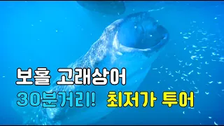 🐳⛱️ [보홀 #4] 고래상어 아직도 오슬롭? 30분이면 가능 | 새로운 포인트 위치 | 투어비용💵 | 시간 정보⏰️ | 알보 고래상어 🐋 | 프리다이빙🥽