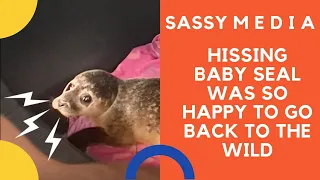 Hissing baby seal was so happy to go back to the wild