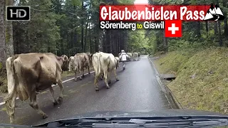 Sörenberg to Giswil via Glaubenbielen Pass and dodging cows - Scenic Drive Switzerland!